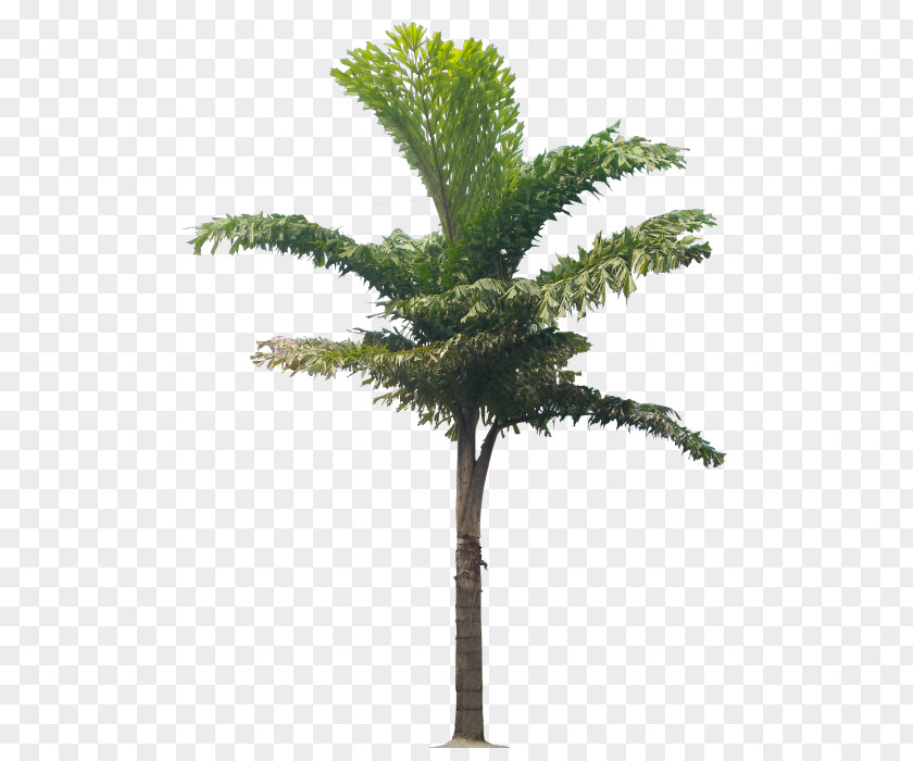 Plant Babassu Arecaceae Flowerpot Asian Palmyra Palm PNG