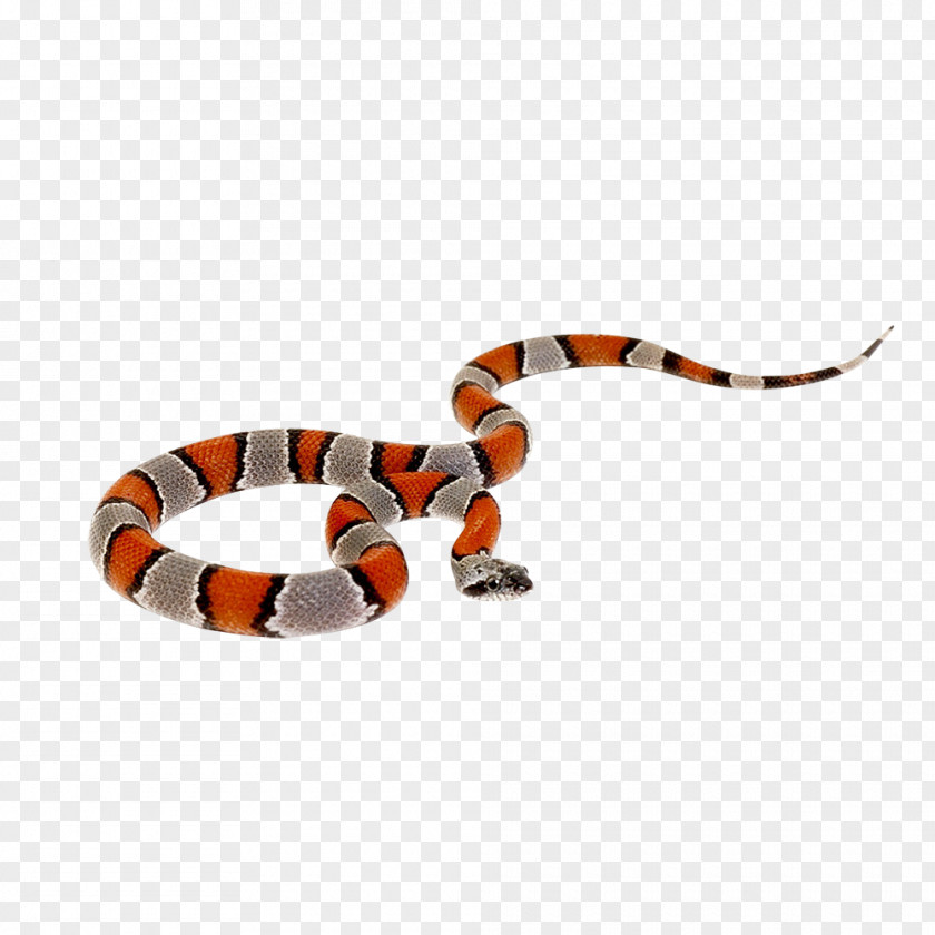 Snake Reptile King Cobra Boinae PNG
