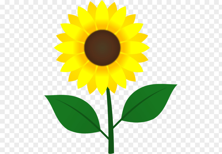 Home Decoration Materials Common Sunflower Image Illustration Seed Clip Art PNG
