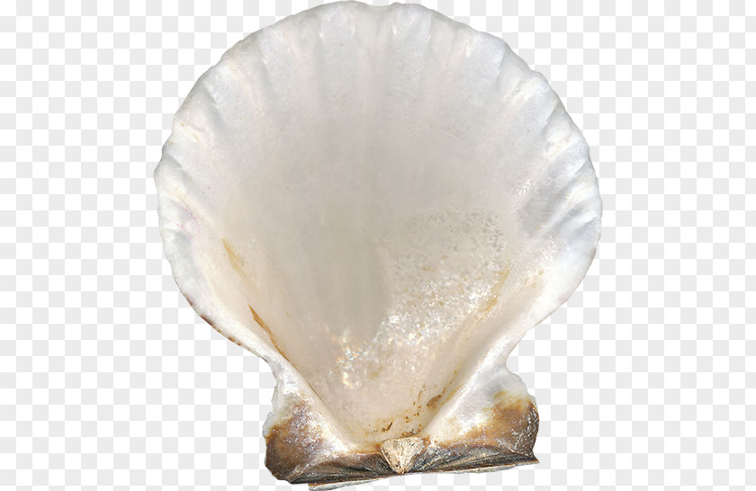 Shell Clam Mussel PNG