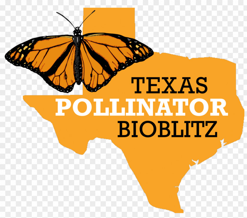 Texas Common Application Monarch Butterfly 2018 Prairie Restoration Roundup BioBlitz PNG