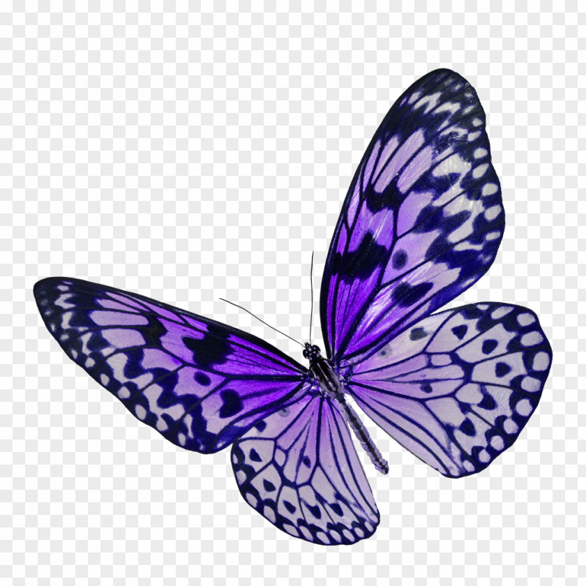 Butterfly Stock Photography Royalty-free PNG
