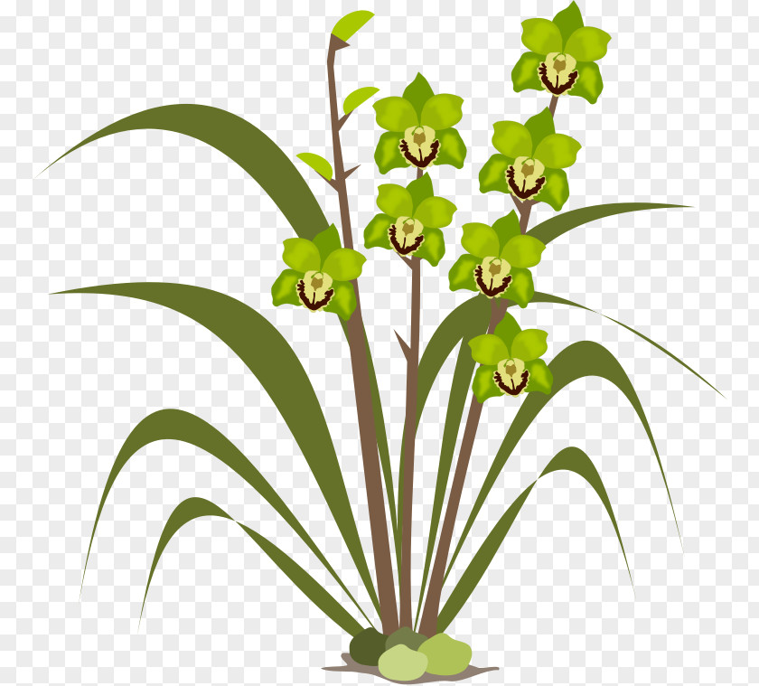 Cliparts Singapore Orchids Pixabay Clip Art PNG