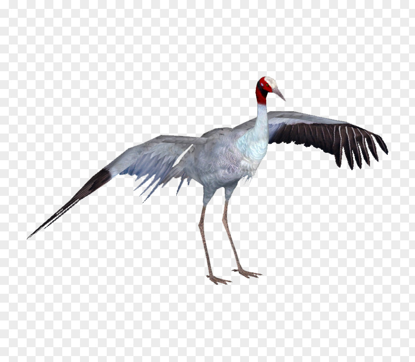 Crane Zoo Tycoon 2 Bird Heron PNG
