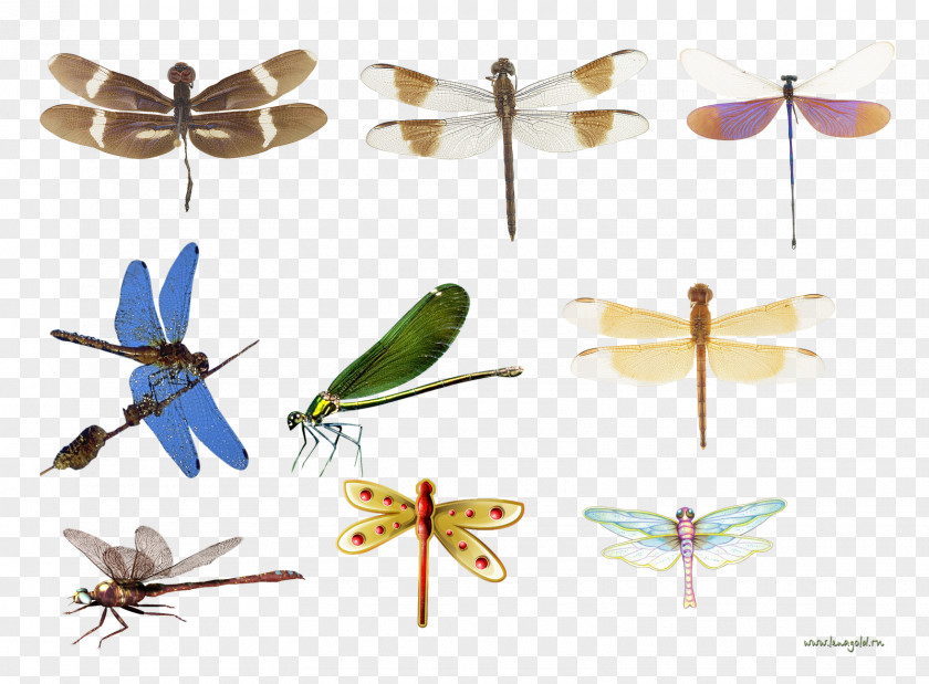 Dragonfly Insect Butterfly Propeller PNG