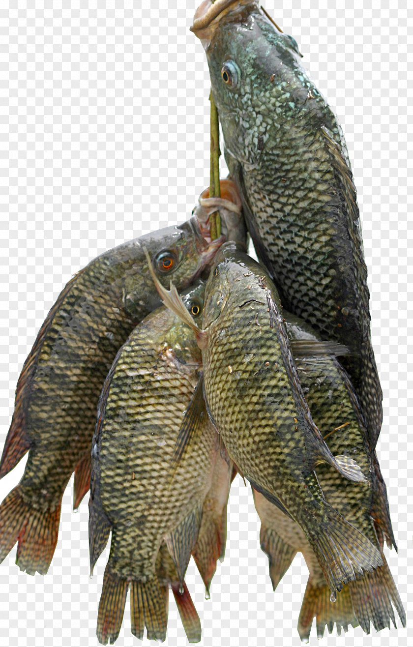 Fish Nile Tilapia Farming Food PNG