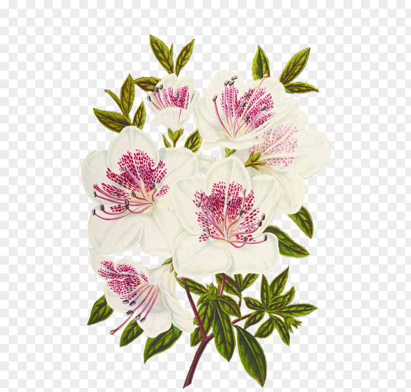 Flower Moth Orchids Hibiscus PNG