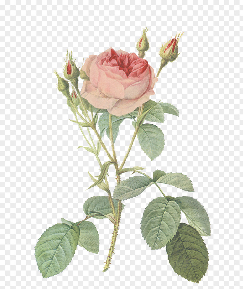 Rose Les Roses Redoute Prints Botanical Illustration PNG