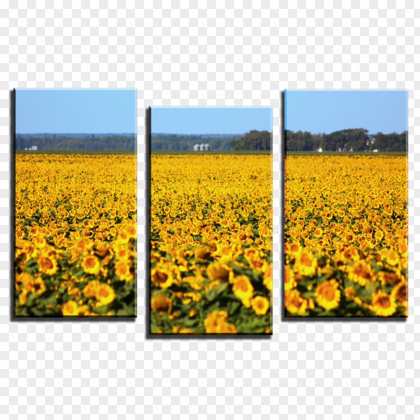 Sunflower Field Canvas Print Printing Giclée Art PNG