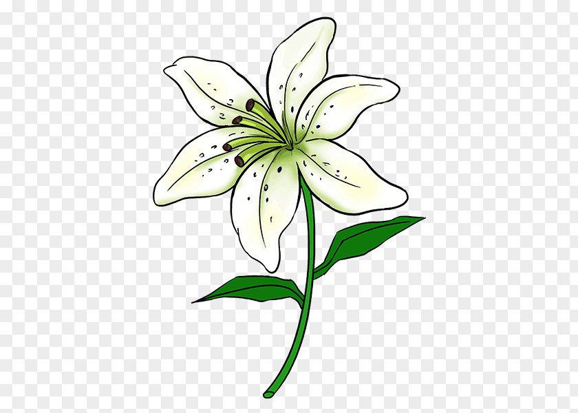Line Shading Drawing Flower Tiger Lily Sketch PNG