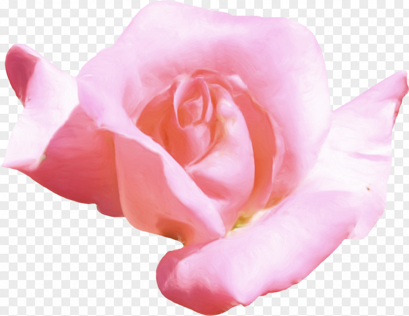 Pink Rose Flower Petal Clip Art PNG