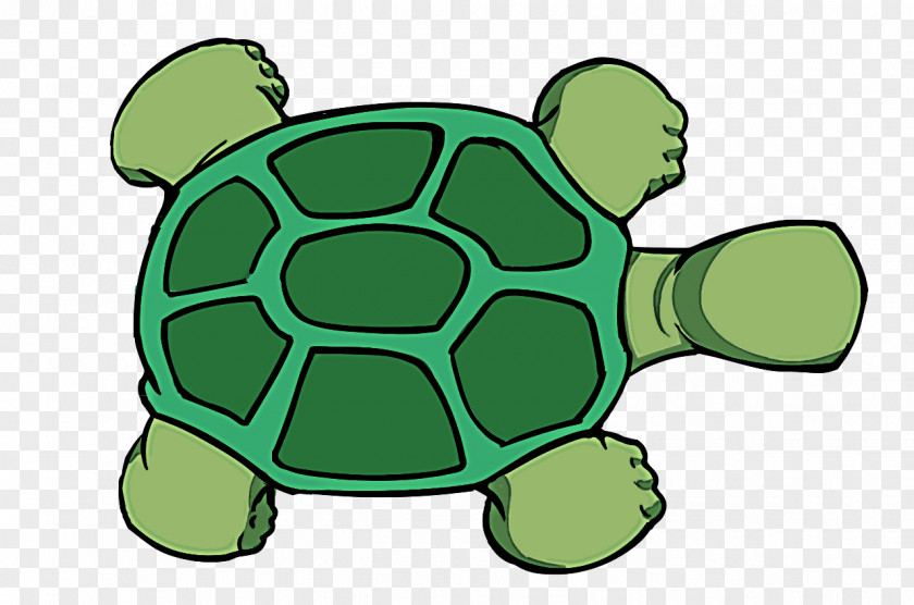 Reptile Pond Turtle Green Tortoise Sea Clip Art PNG