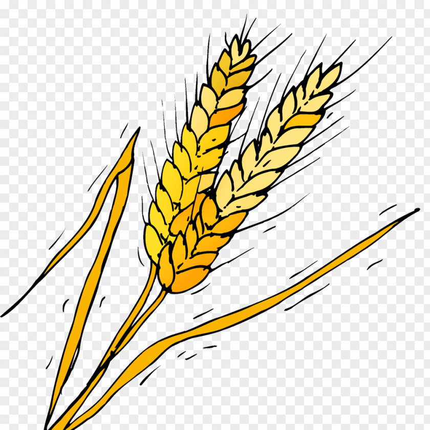 Bandolier Illustration Emmer Clip Art Yellow Corn Plant Stem PNG