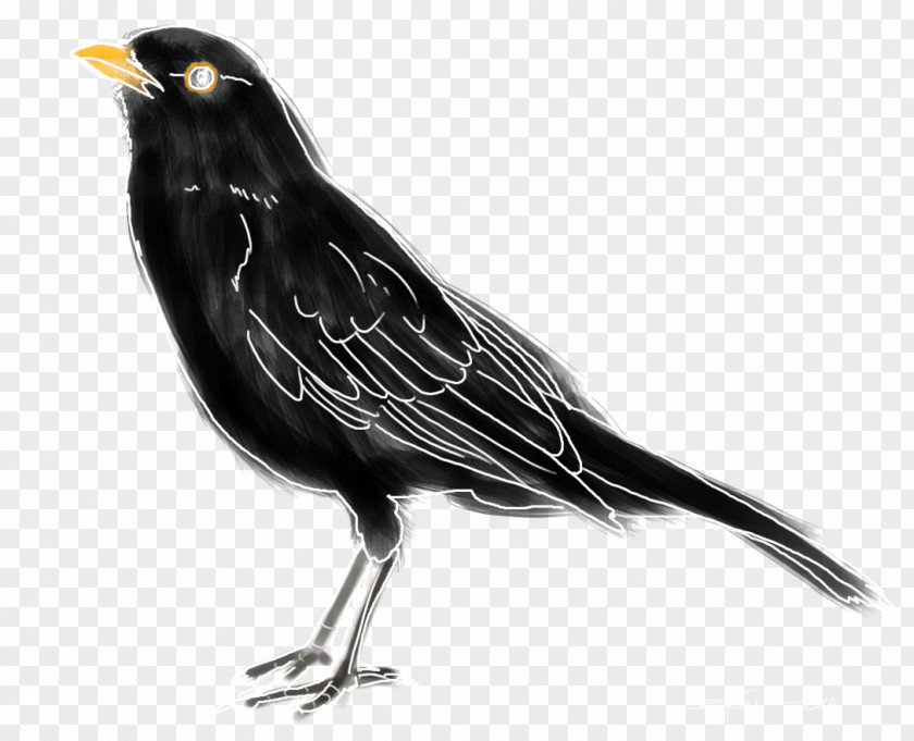 Bird American Crow Common Blackbird Ring Ouzel Black Thrush PNG