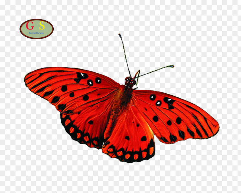 Butterfly Insect Desktop Wallpaper Greta Oto PNG