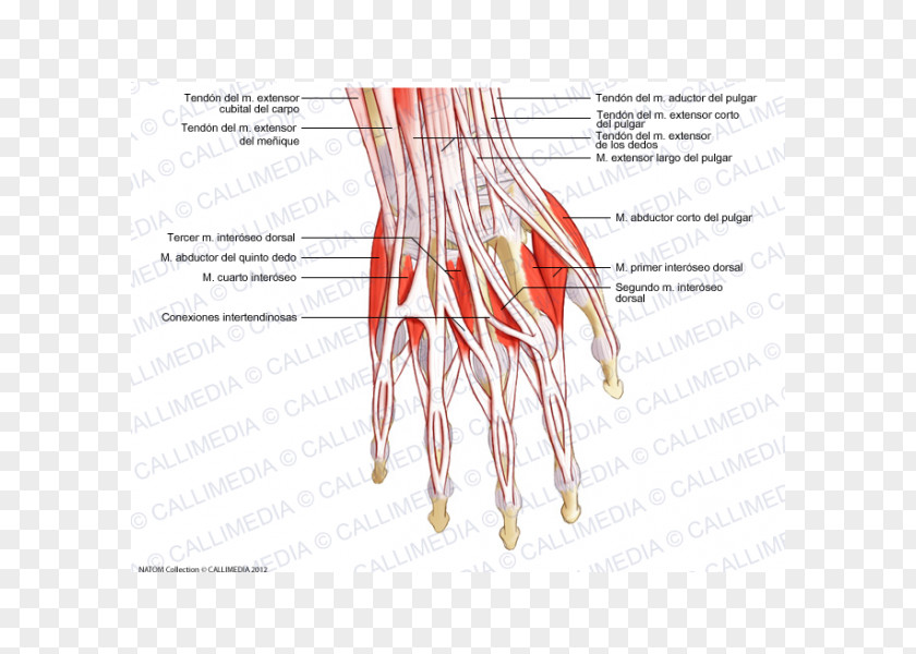 Hand Thumb Extensor Digitorum Muscle Tendon PNG