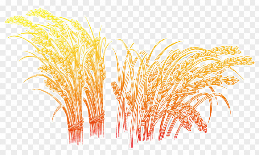 Rice Oryza Sativa Wheat PNG