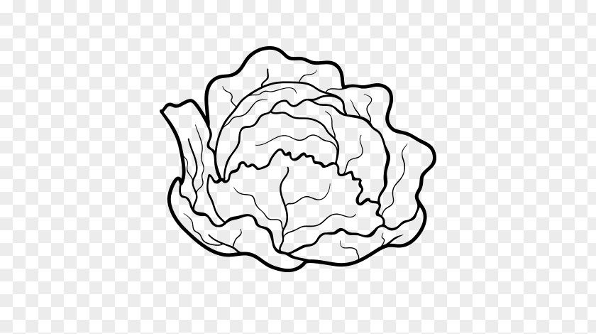 Vegetable Chinese Cabbage Capitata Group Drawing Clip Art PNG