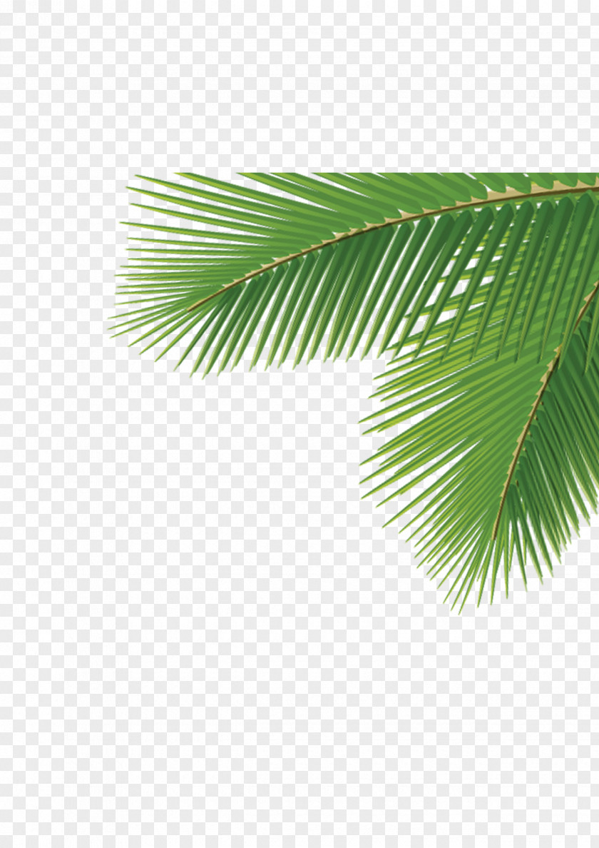 Corner Palm Trees Arecaceae Leaf Tree Dasylirion Wheeleri PNG