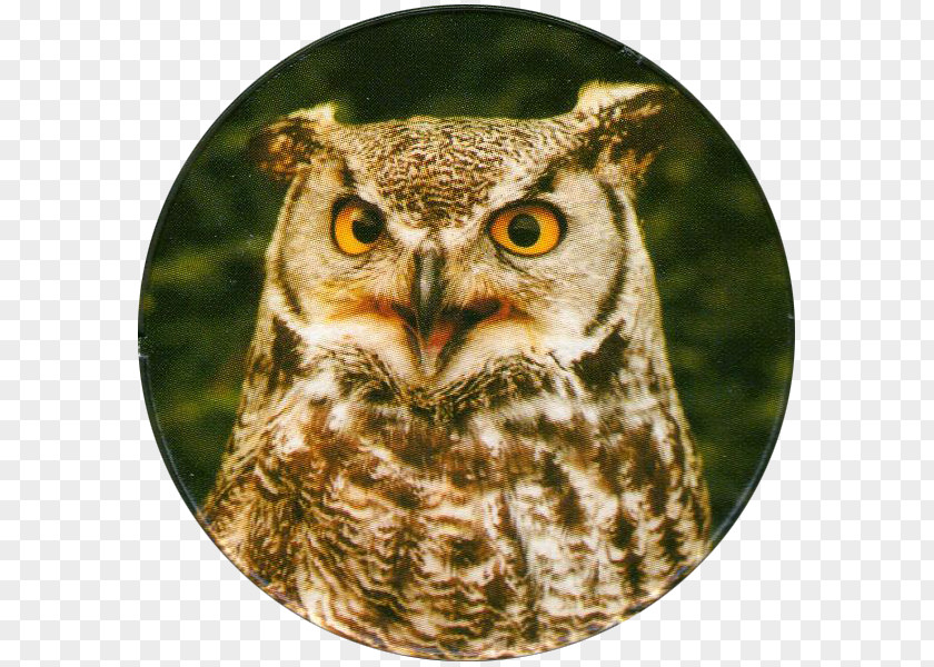 Great Horned Owl Bird Of Prey Barn PNG