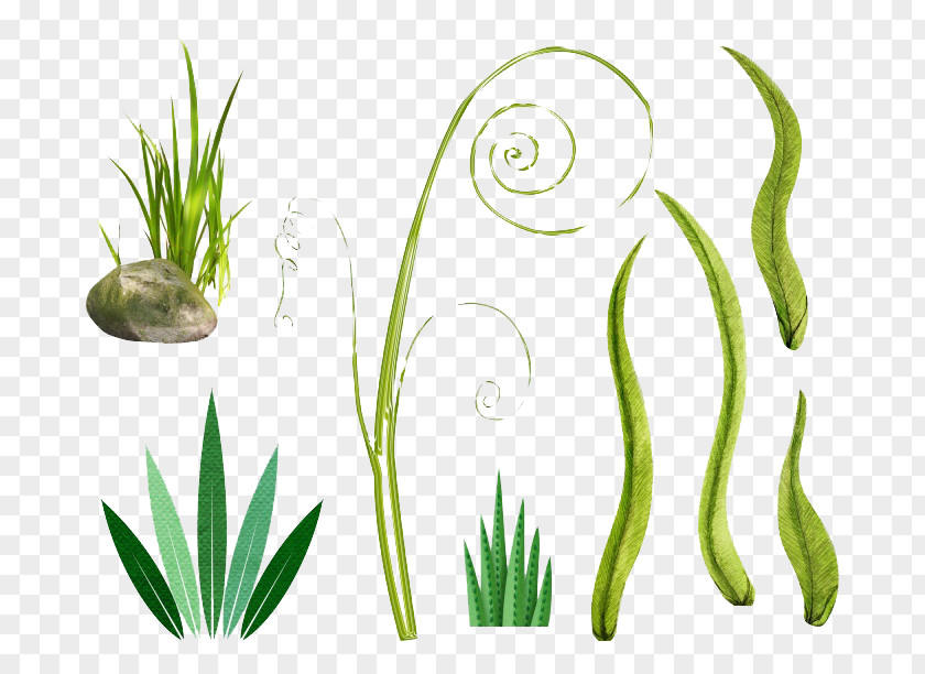 Green Grass Bamboo Clip Art PNG