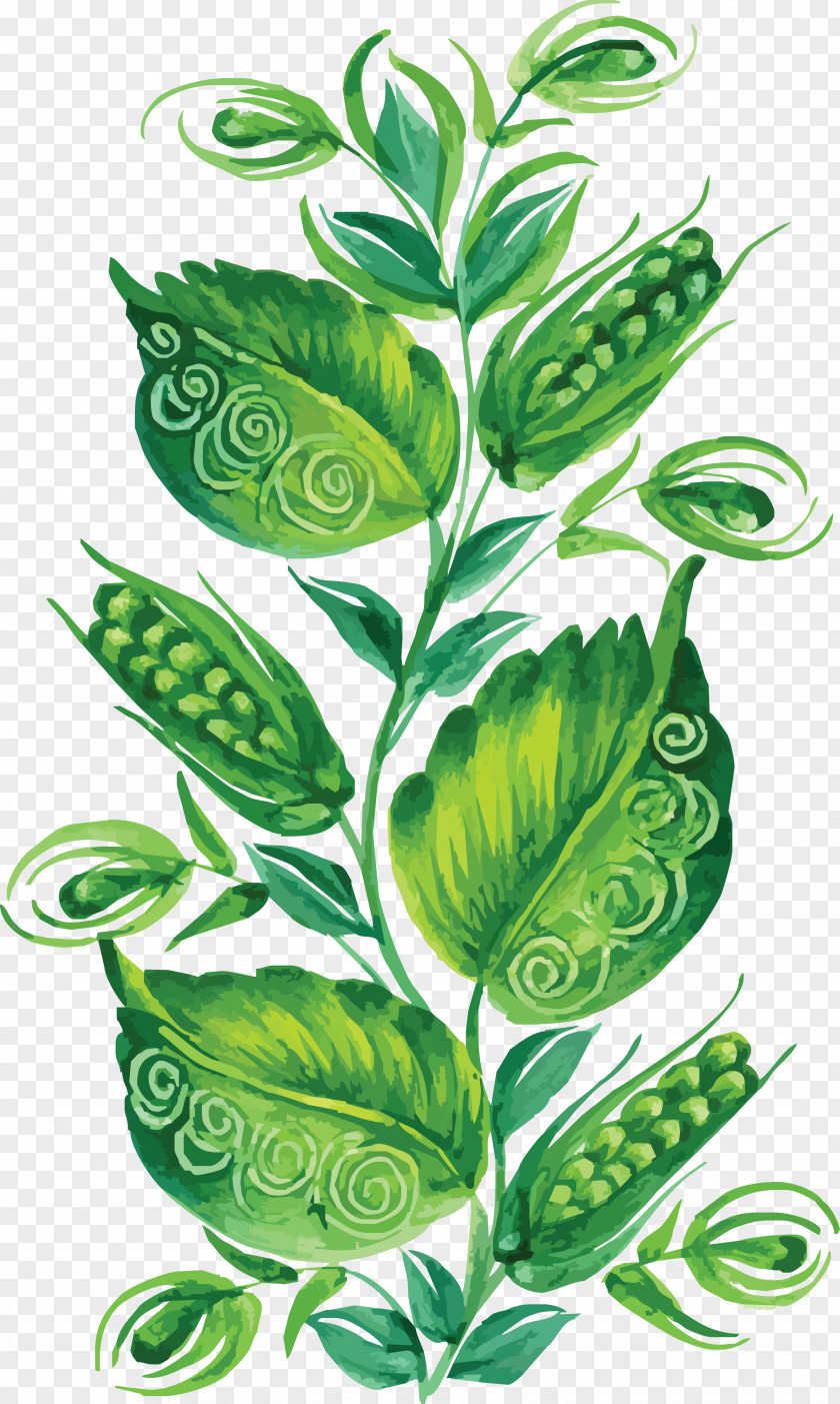 Hyacinth PNG