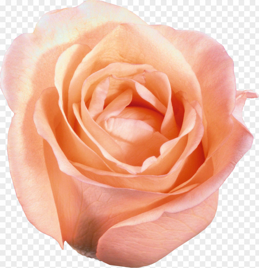 White Roses Flower Garden Clip Art PNG