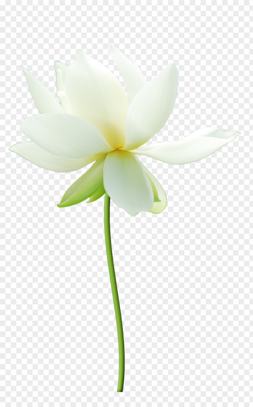 HD Lotus Nelumbo Nucifera White Petal PNG