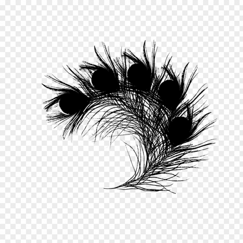 M Drawing Feather Graphics /m/02csf Black & White PNG