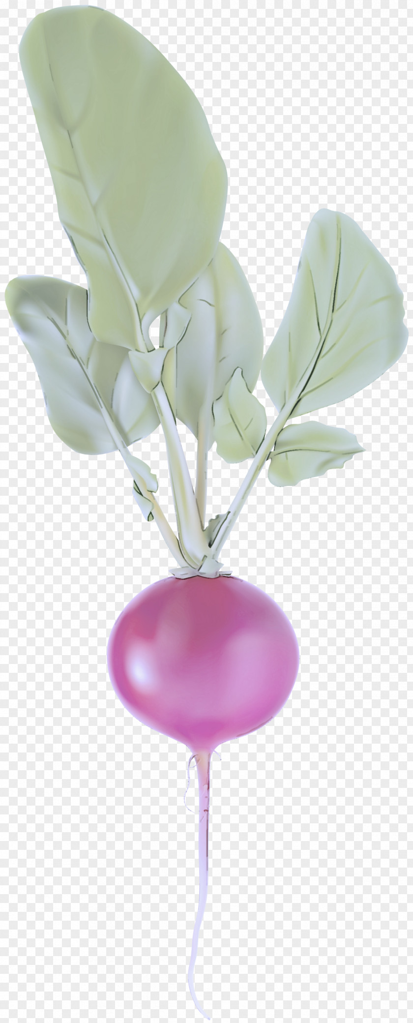 Pink Balloon Flower Plant Tulip PNG