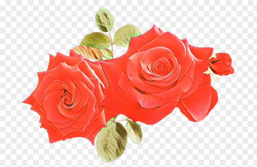 Plant Orange Garden Roses PNG