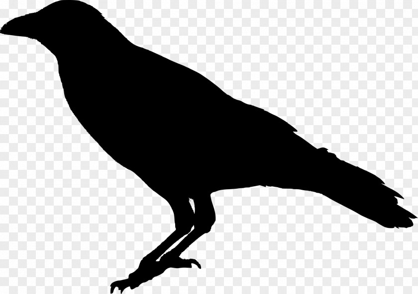 Raven Bird Transparent Image The Common PNG