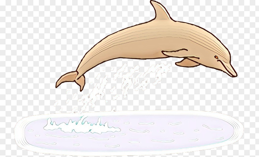 Roughtoothed Dolphin Fin Cartoon PNG