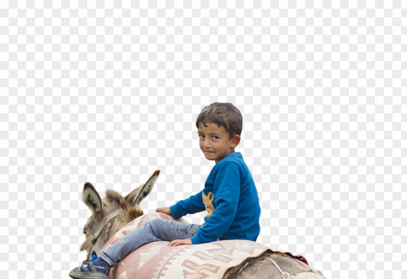 Horse Sitting Biology Science PNG