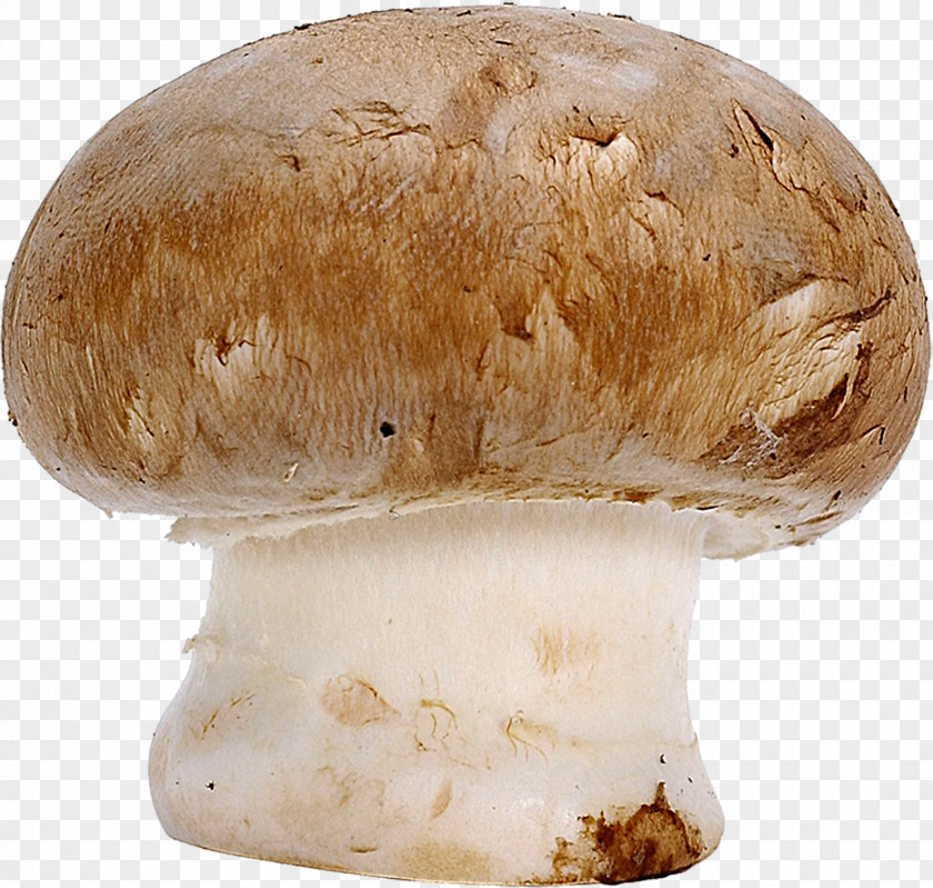 Mushroom Common Boletus Edulis Penny Bun Fungus PNG