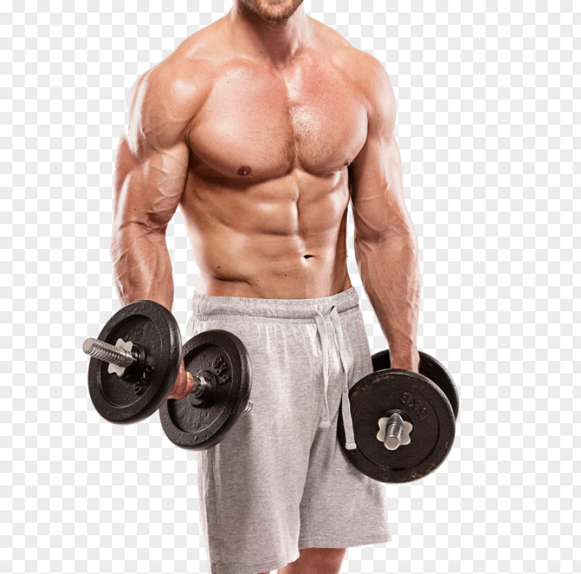 Bodybuilding Exercise Weight Training Fitness Centre Physical PNG