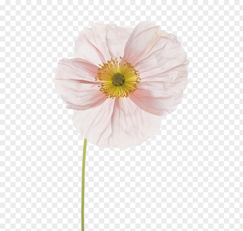 Poppy Flower Floral Design Photography Photographer PNG