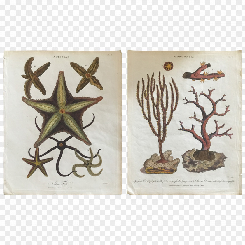 Sea Urchin Printmaking Fine Art Drawing PNG