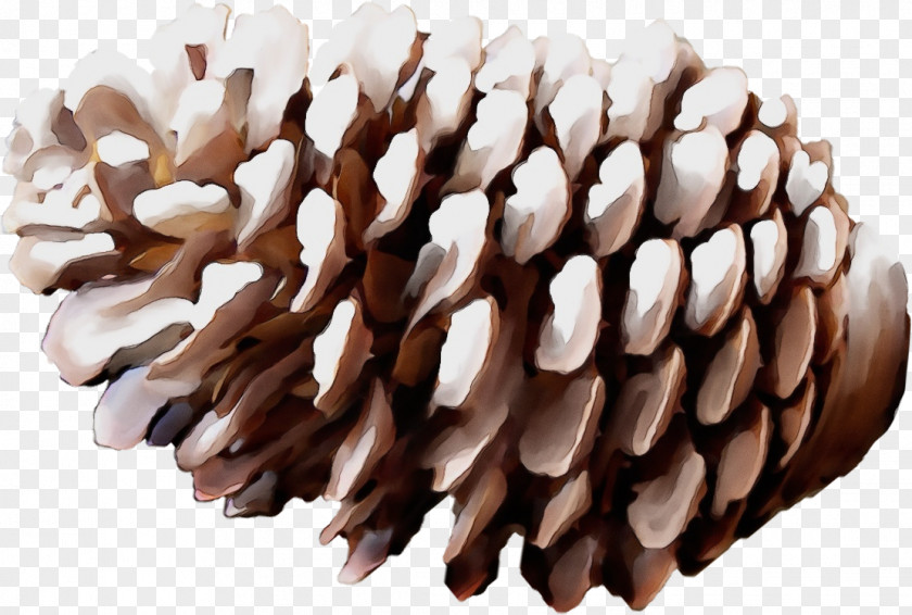 Tree Lodgepole Pine Sugar White Conifer Cone Red Sitka Spruce PNG