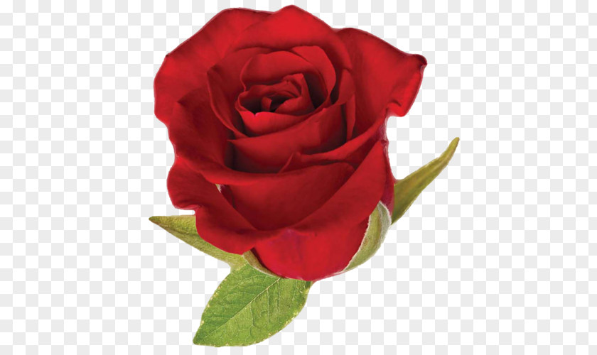 Rose Red Green PNG