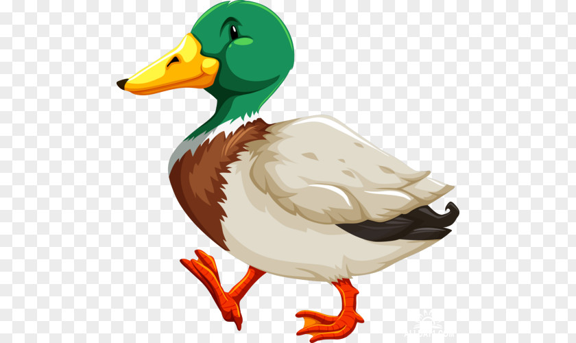 Duck Mallard Royalty-free PNG