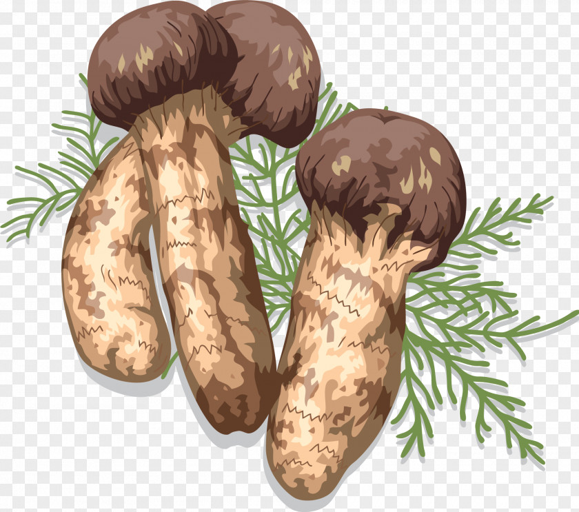 Mushroom Matsutake Edible Fungus Shiitake PNG