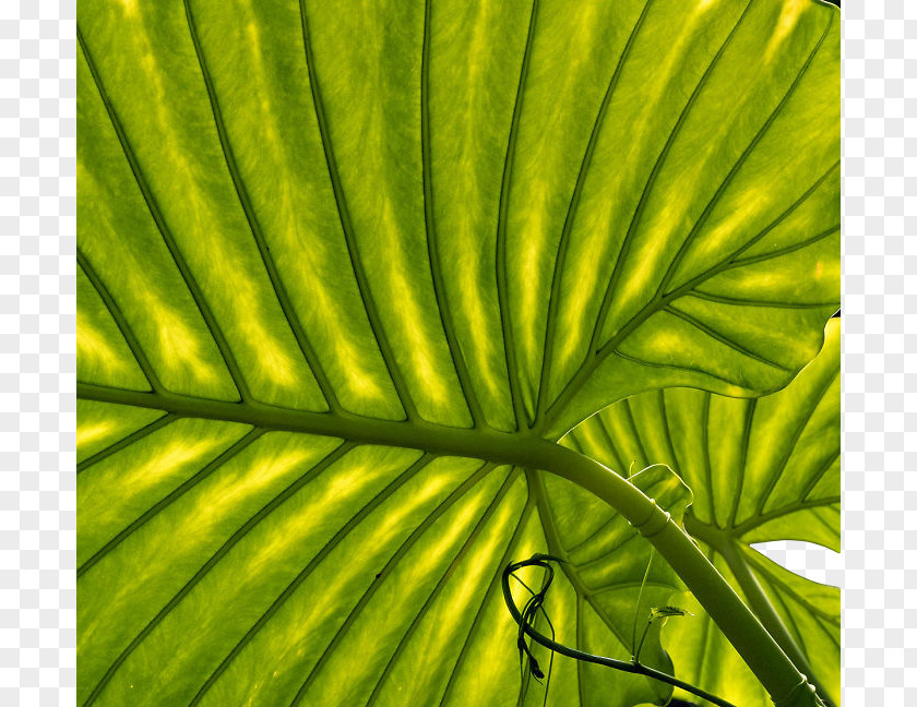 Plant Stem Vegetation Leaf Biome Flora PNG