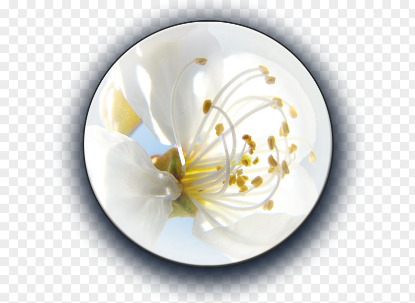 Plate Porcelain Flower PNG