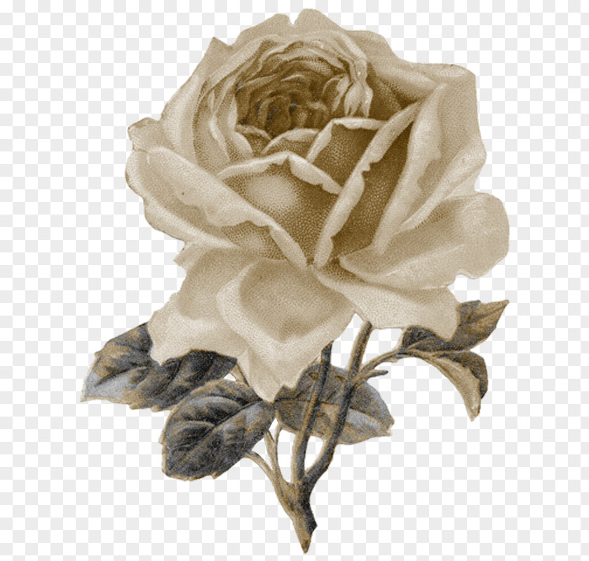 Sepia Vintage Roses: Beautiful Varieties For Home And Garden Clip Art PNG