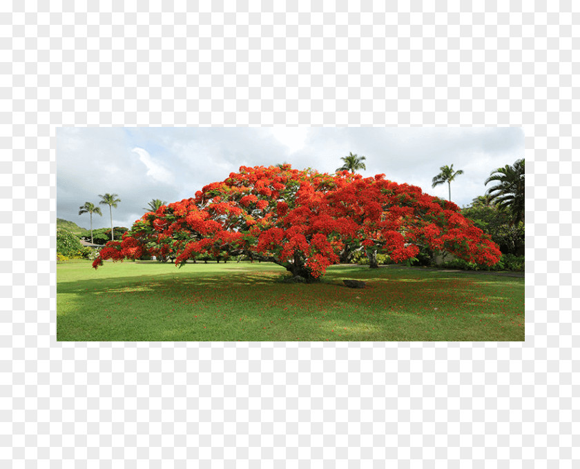 Tree Royal Poinciana Seed Blue Jacaranda Garden PNG