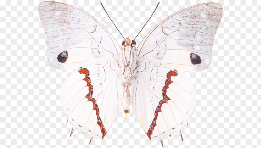 Butterfly Silkworm Brush-footed Butterflies Moth Symmetry PNG