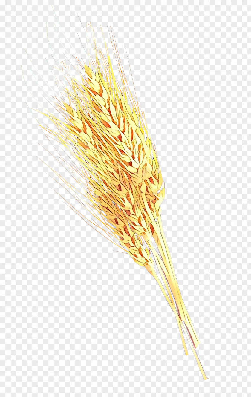 Emmer Cereal Germ Einkorn Wheat Whole Grain PNG
