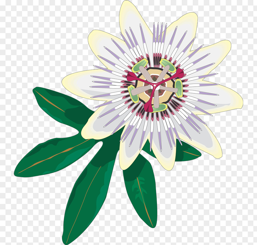 Flower Purple Passionflower Passiflora Caerulea Clip Art PNG