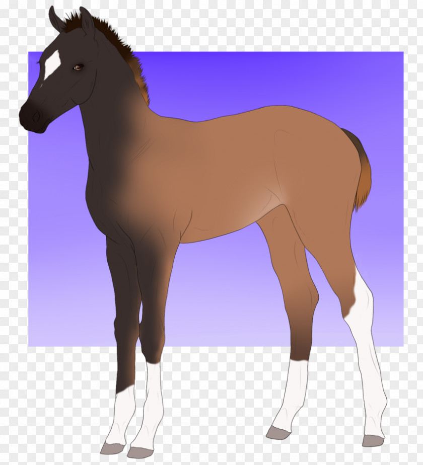Mustang Mule Foal Stallion Colt PNG